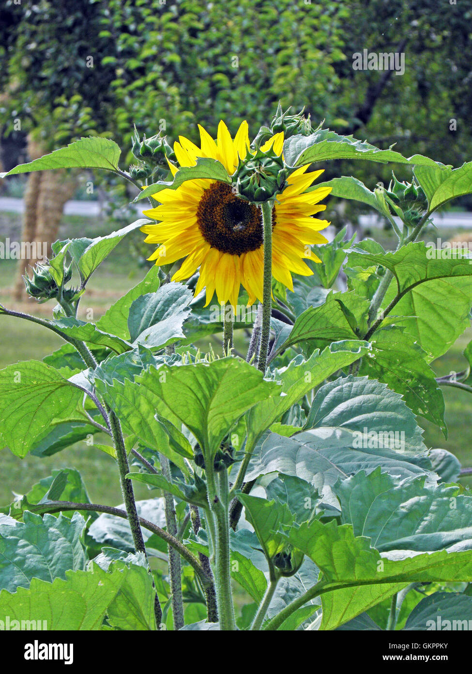 Sunflower,1 Stock Photo