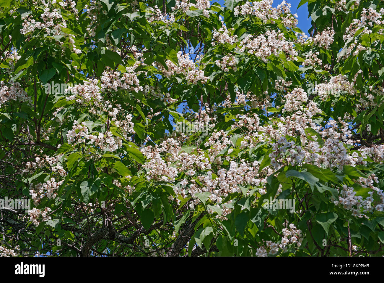 Northern catalpa tree in blossom Stock Photo