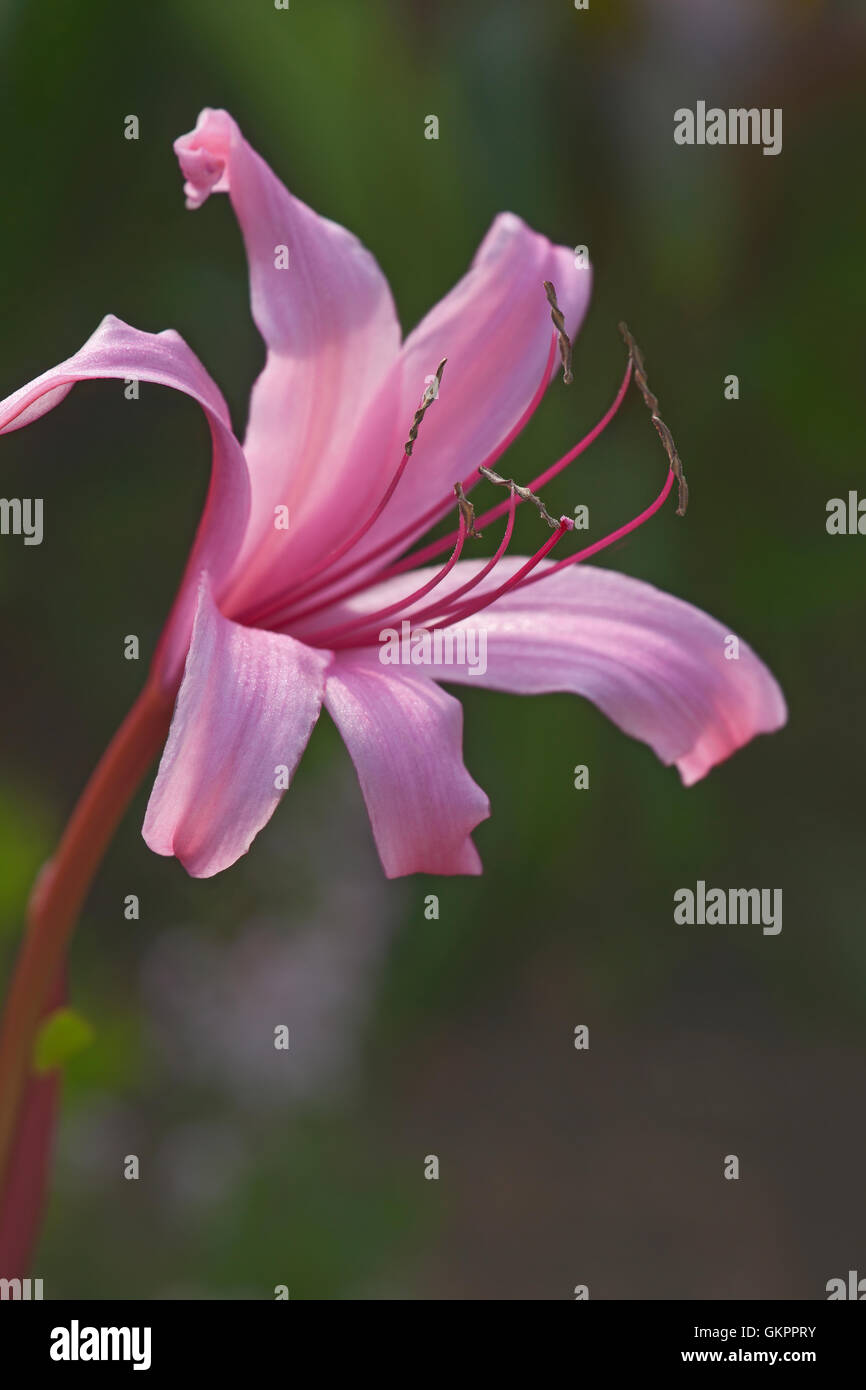 Sangria crinum lily Stock Photo