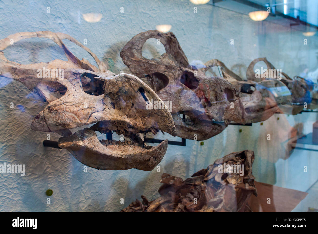 Detail from American Museum of Natural History in New York Stock Photo