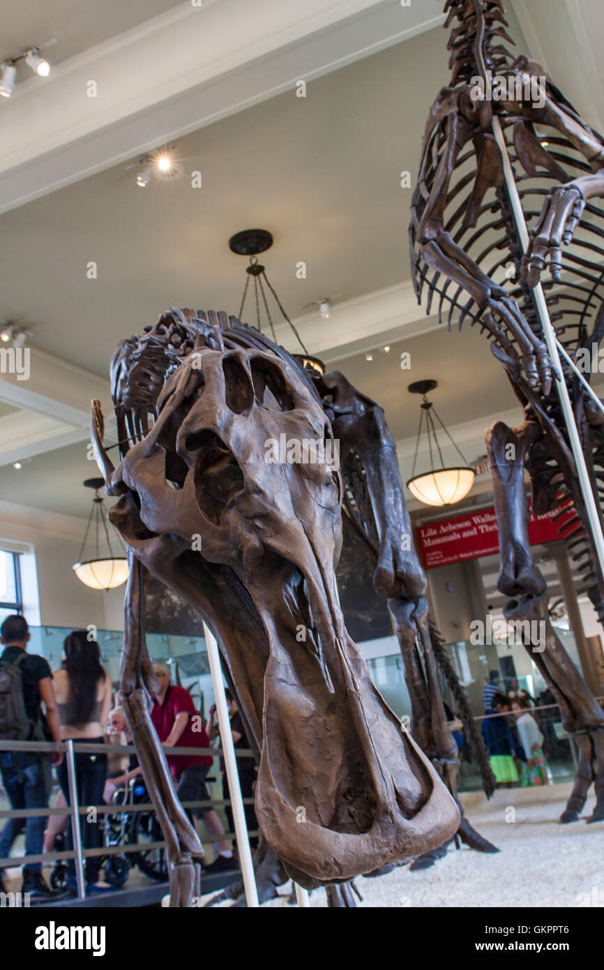 Anatotitan copei from American Museum of Natural History in New York. Stock Photo