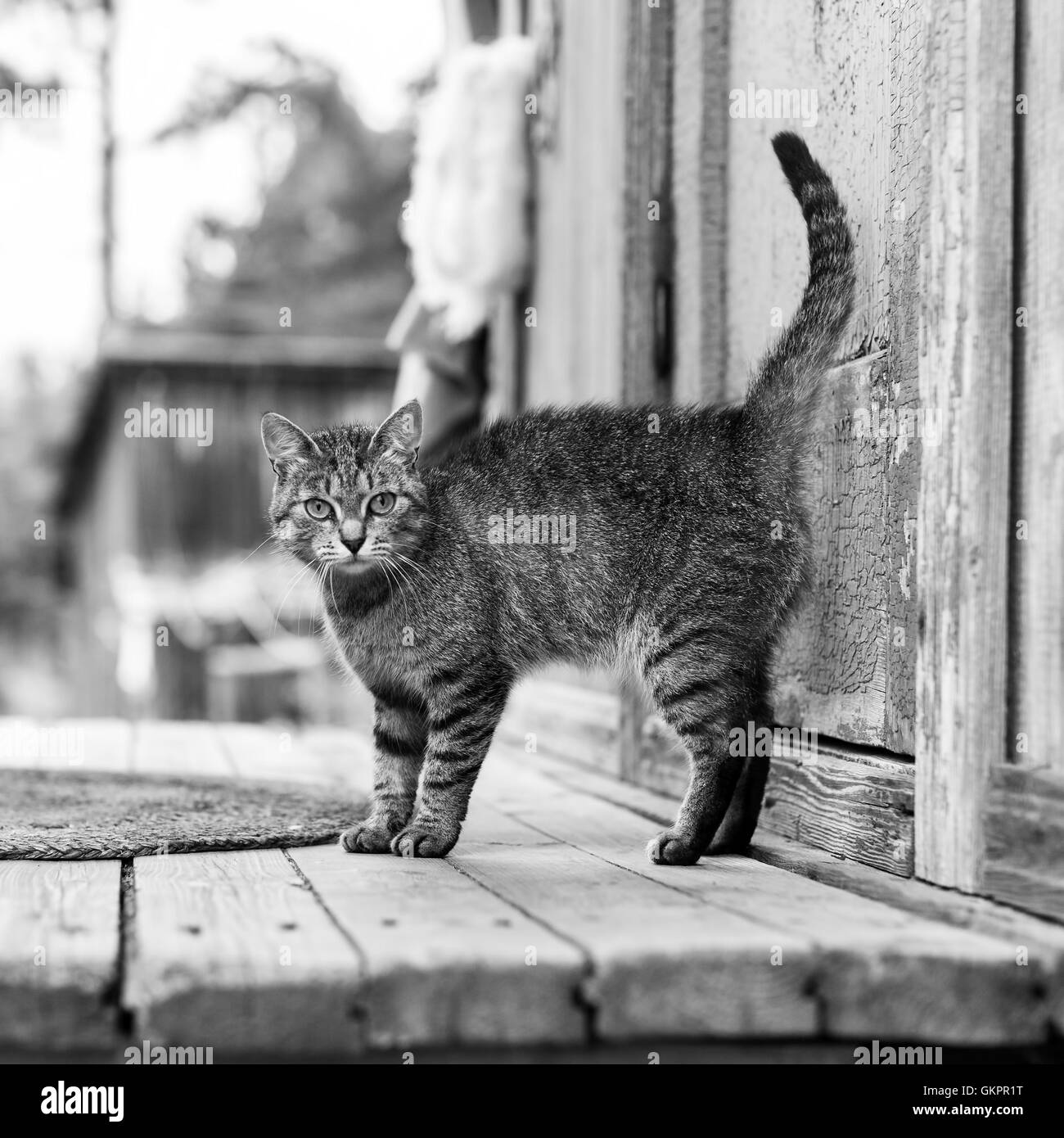 Cat on the porch of a village house, black and white photo Stock Photo ...