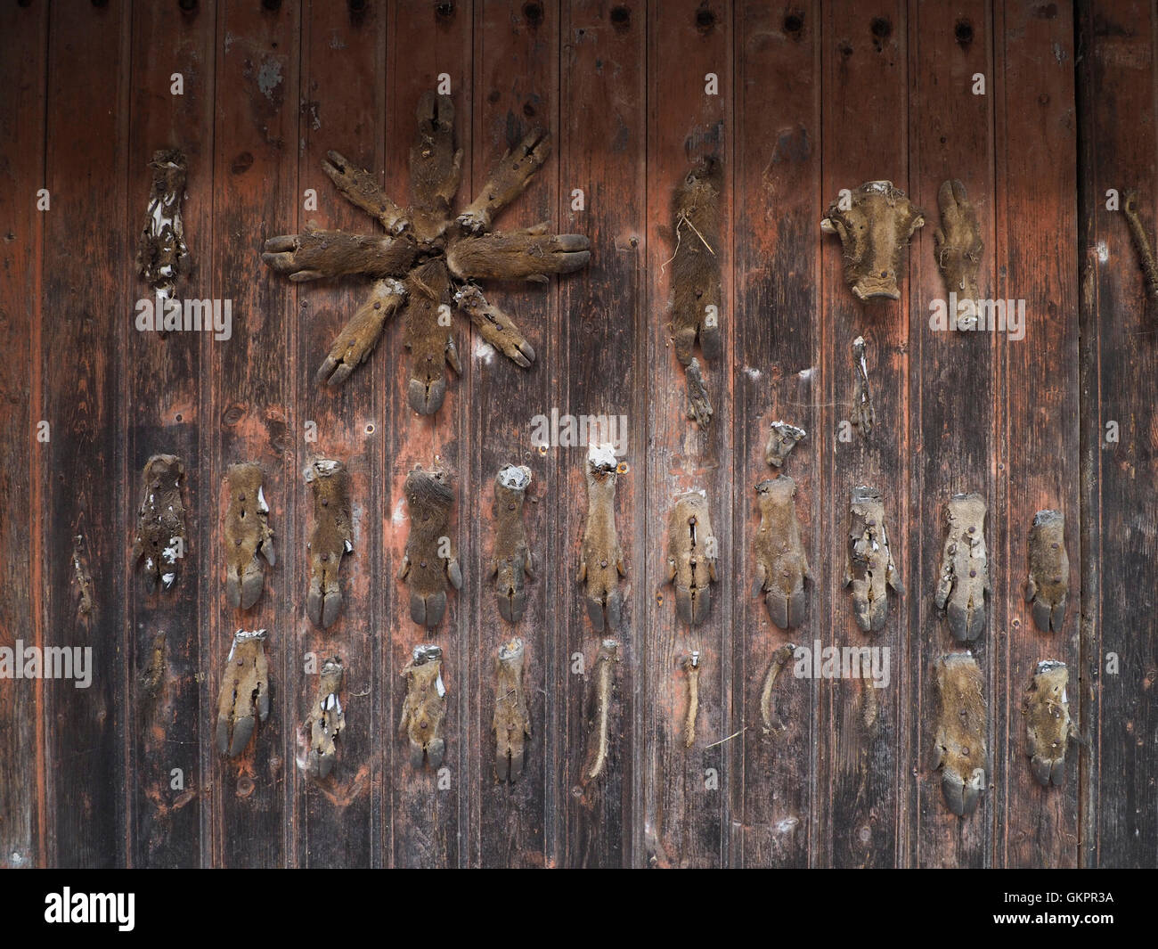 Wild boar feet nailed to a very old barn door in the mountain village of Palairac, Languedoc Roussillon, southern France Stock Photo