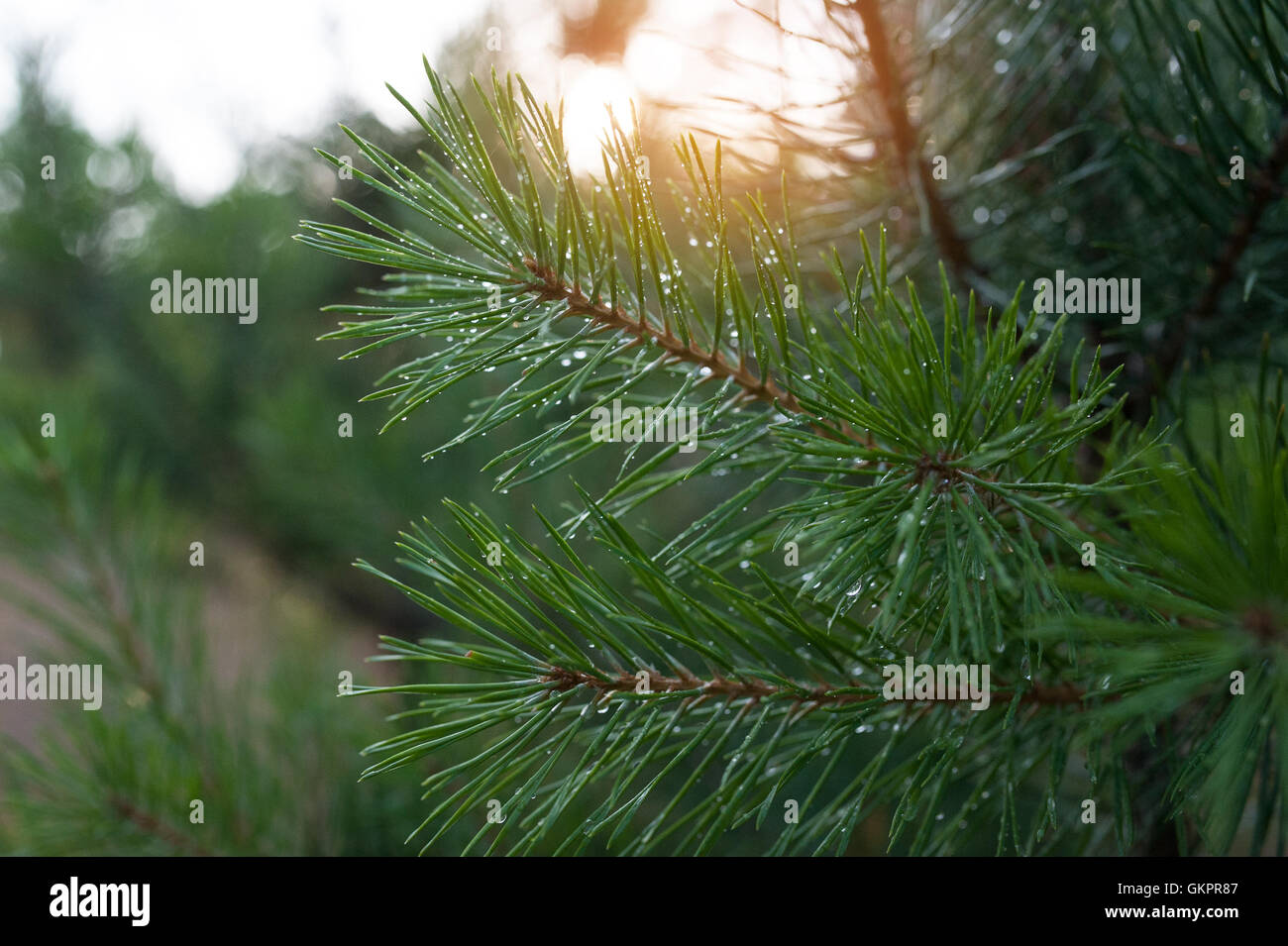 pine tree branch in a summer park Stock Photo