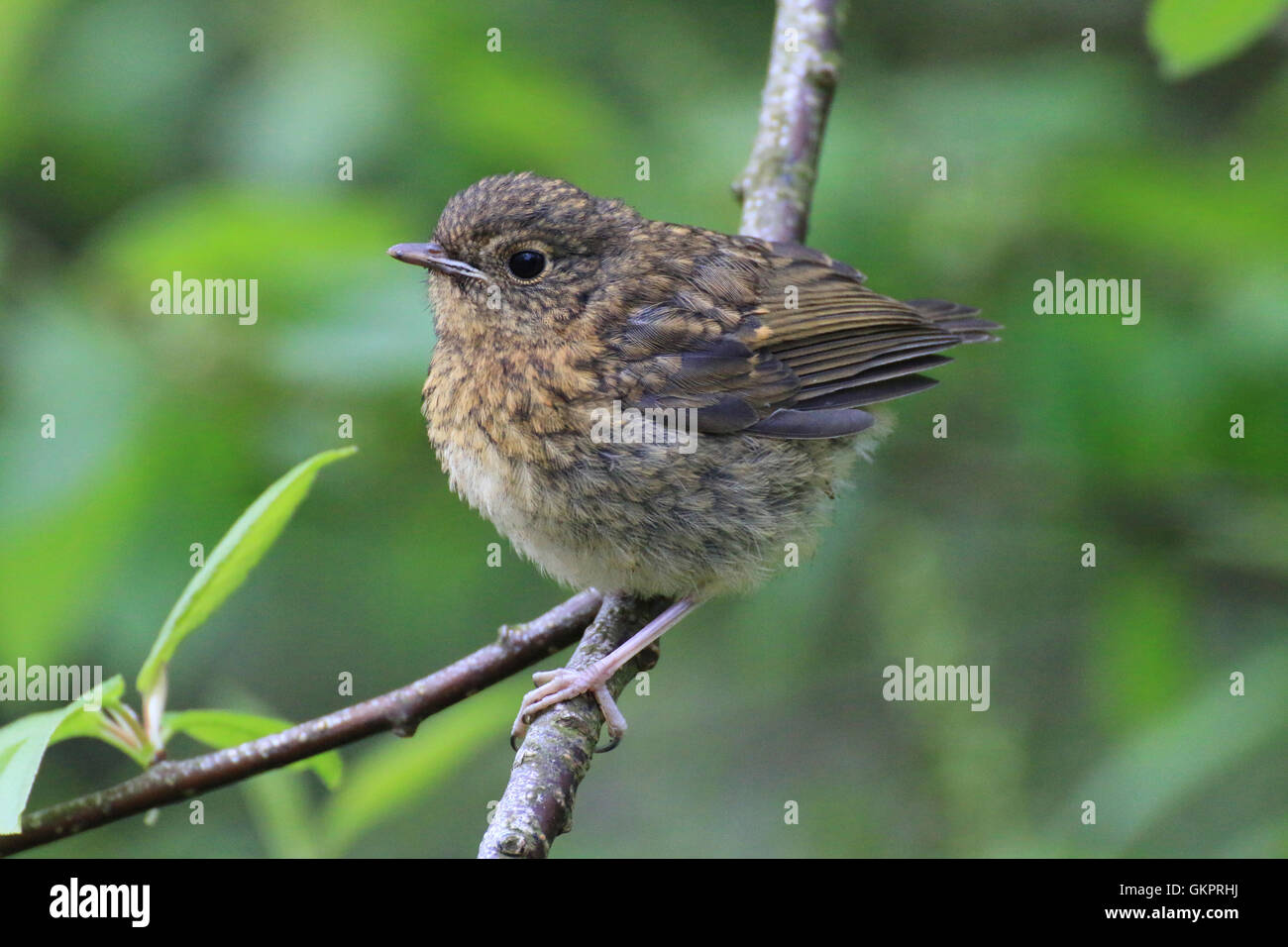 Juvenile robin hi-res stock photography and images - Alamy