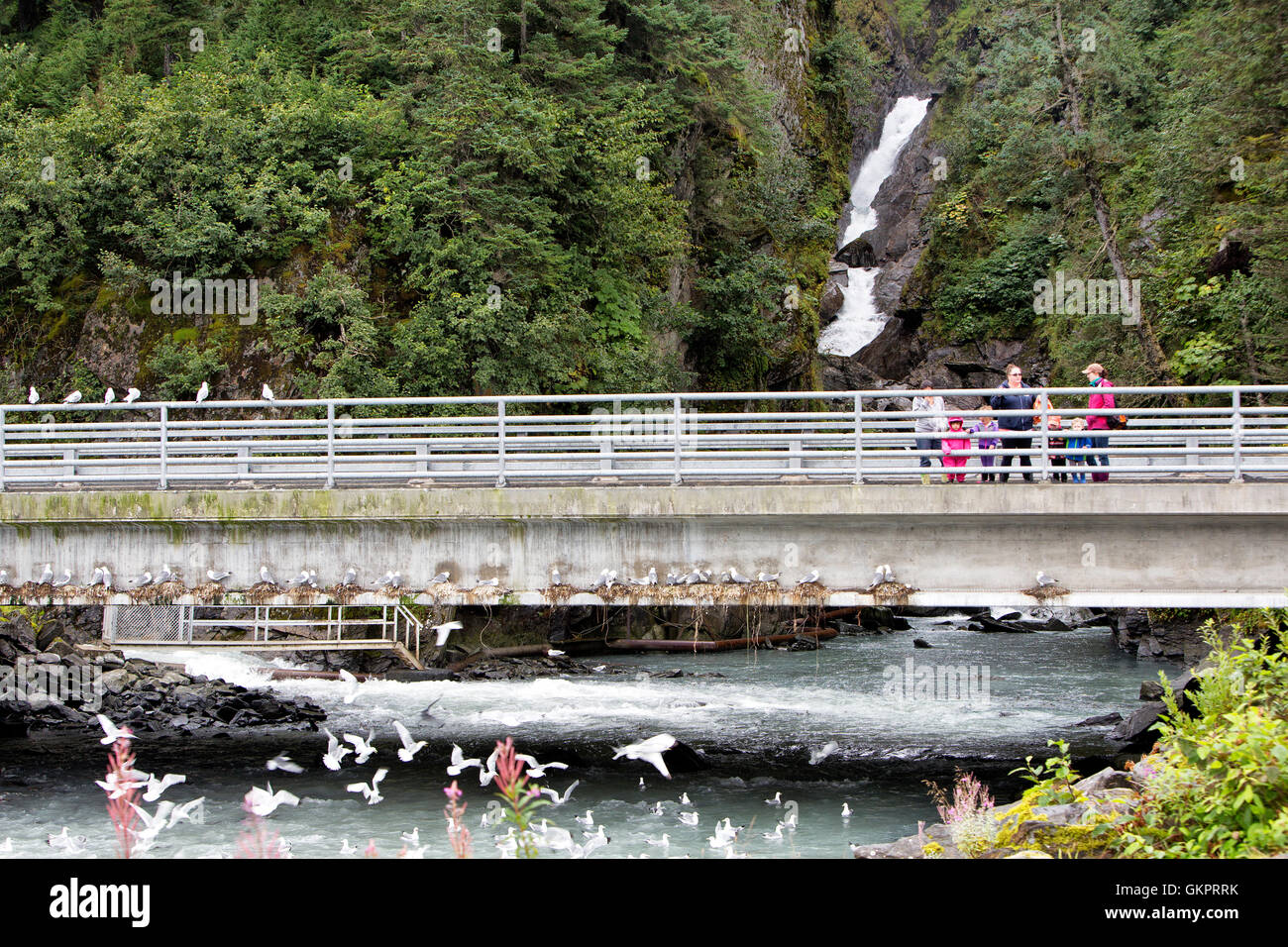 Family enjoying seagulls & salmon spawning, overlooking runoff, highway crossing,   Solomon  Gulch Fish Hatchery. Stock Photo