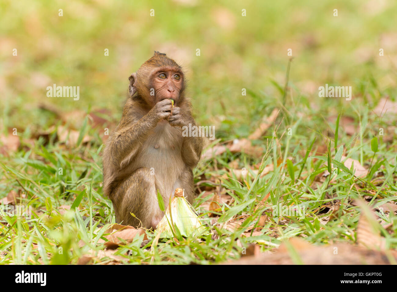 Monkey eating lotus seed Stock Photo 115442448 Alamy