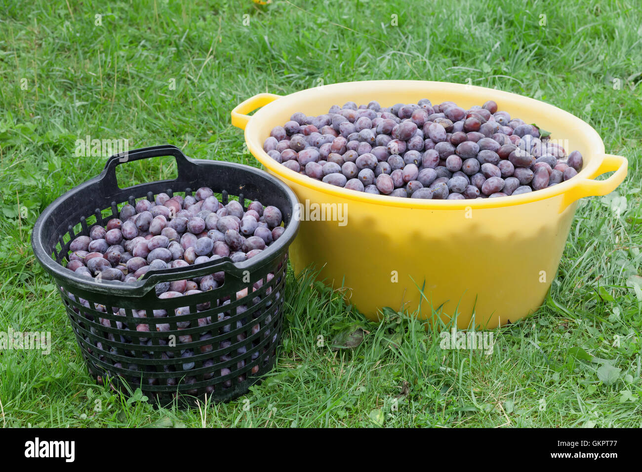 Damson Plum Stock Photos & Damson Plum Stock Images Alamy