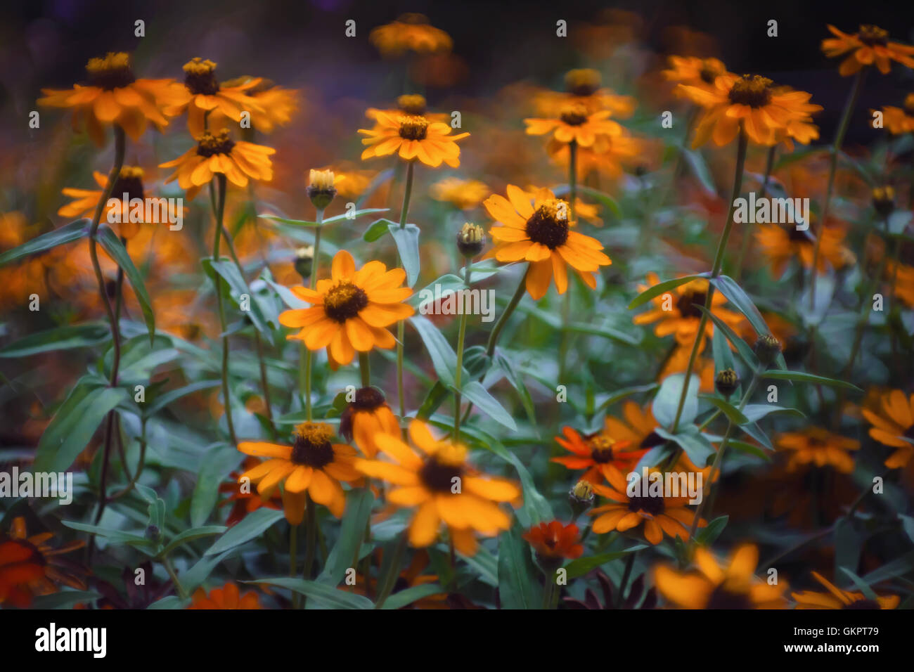 Beautiful autumn flower bed selective focus background. Stock Photo