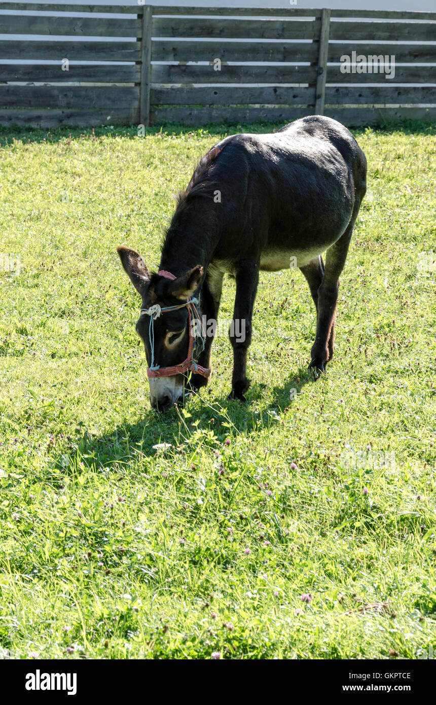 A cute donkey while eating grass Stock Photo - Alamy