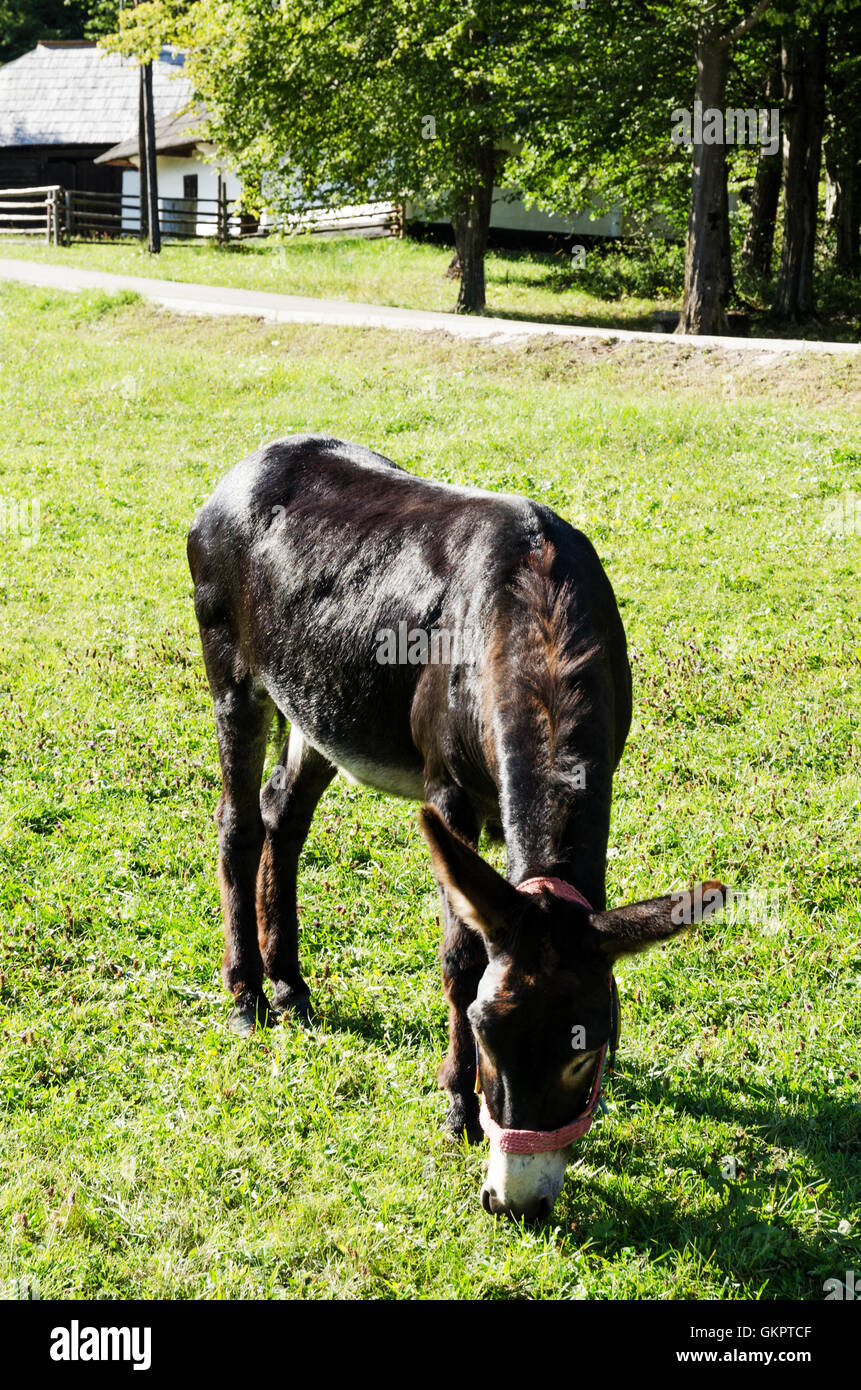A cute donkey while eating grass Stock Photo - Alamy
