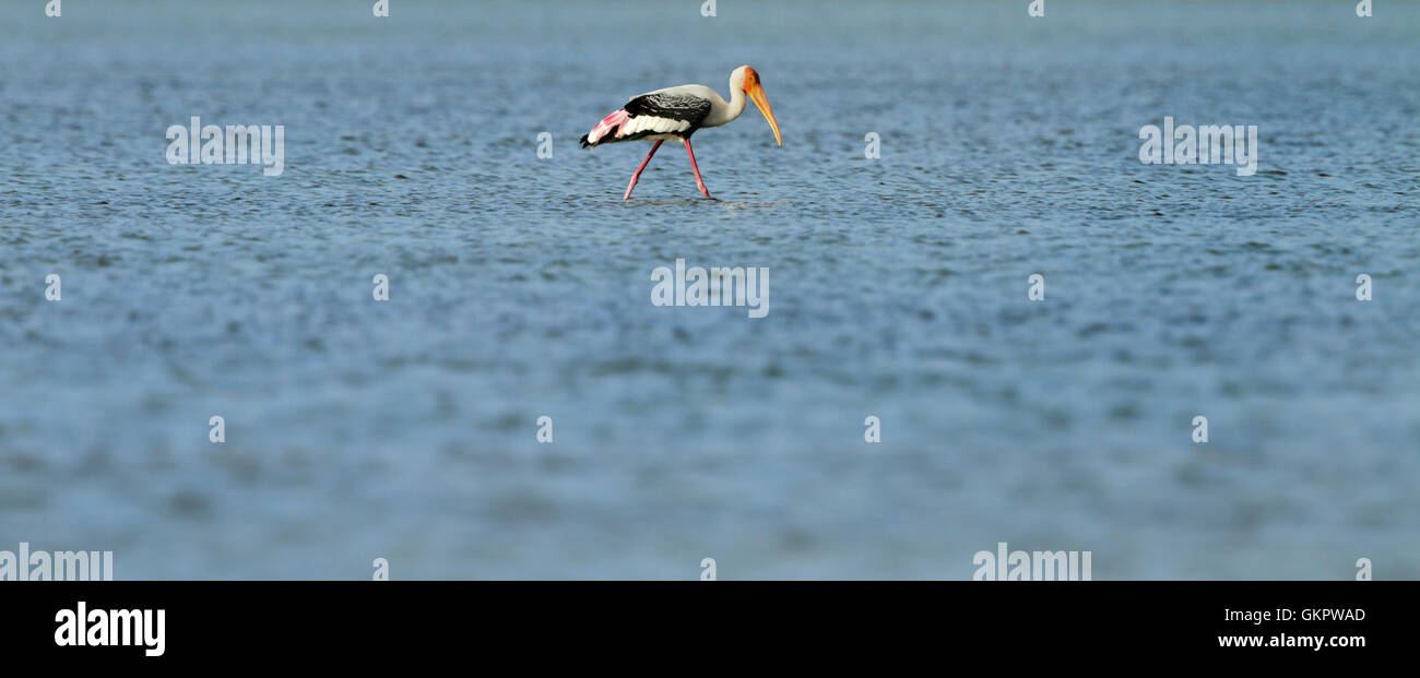 The Painted Stork Is A Large Wading Bird In The Stork Family It Is Found In The Wetlands Of The 