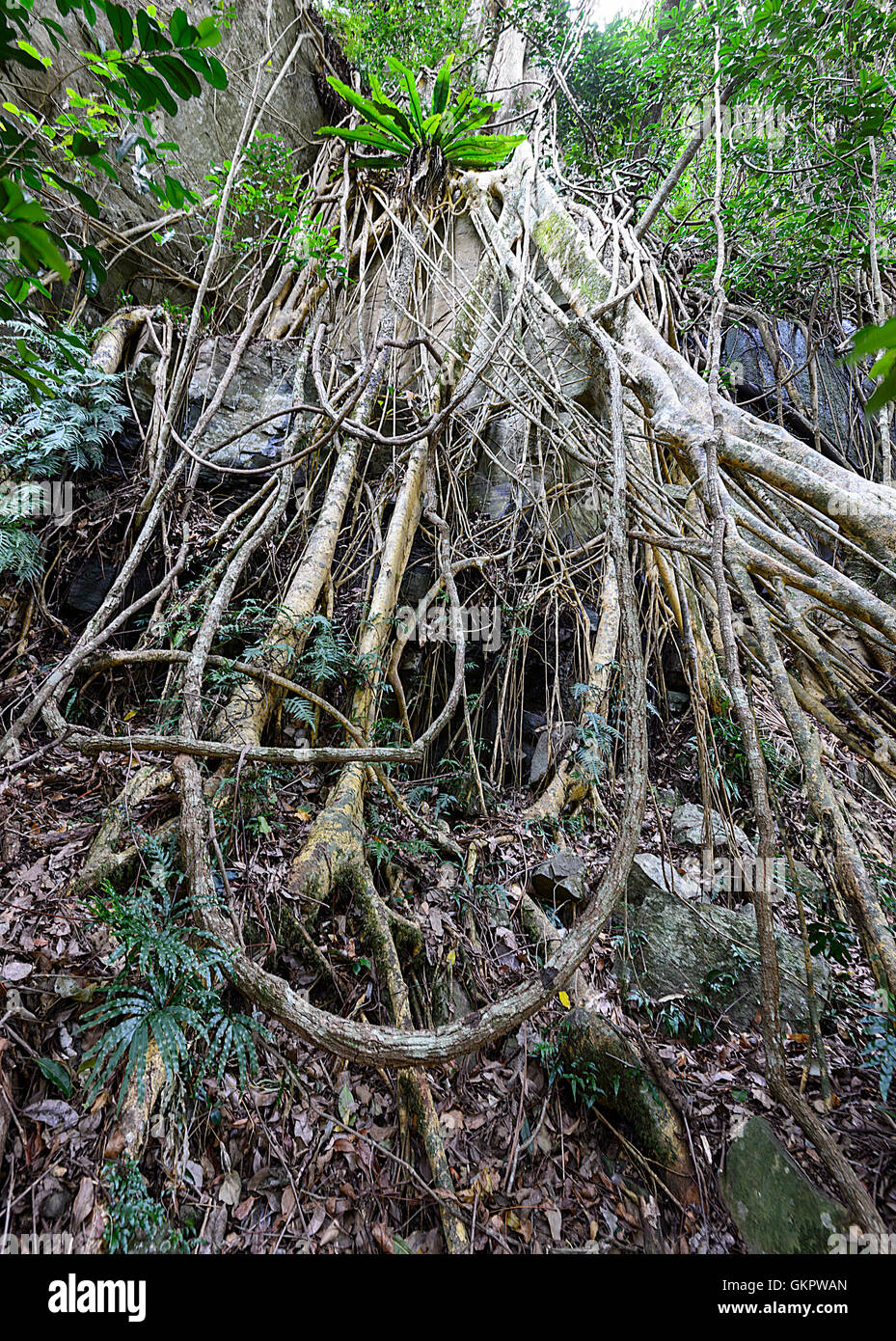 Tangled roots of a Fig Tree, Minnamurra Rainforest Centre, New South Wales, NSW, Australia Stock Photo