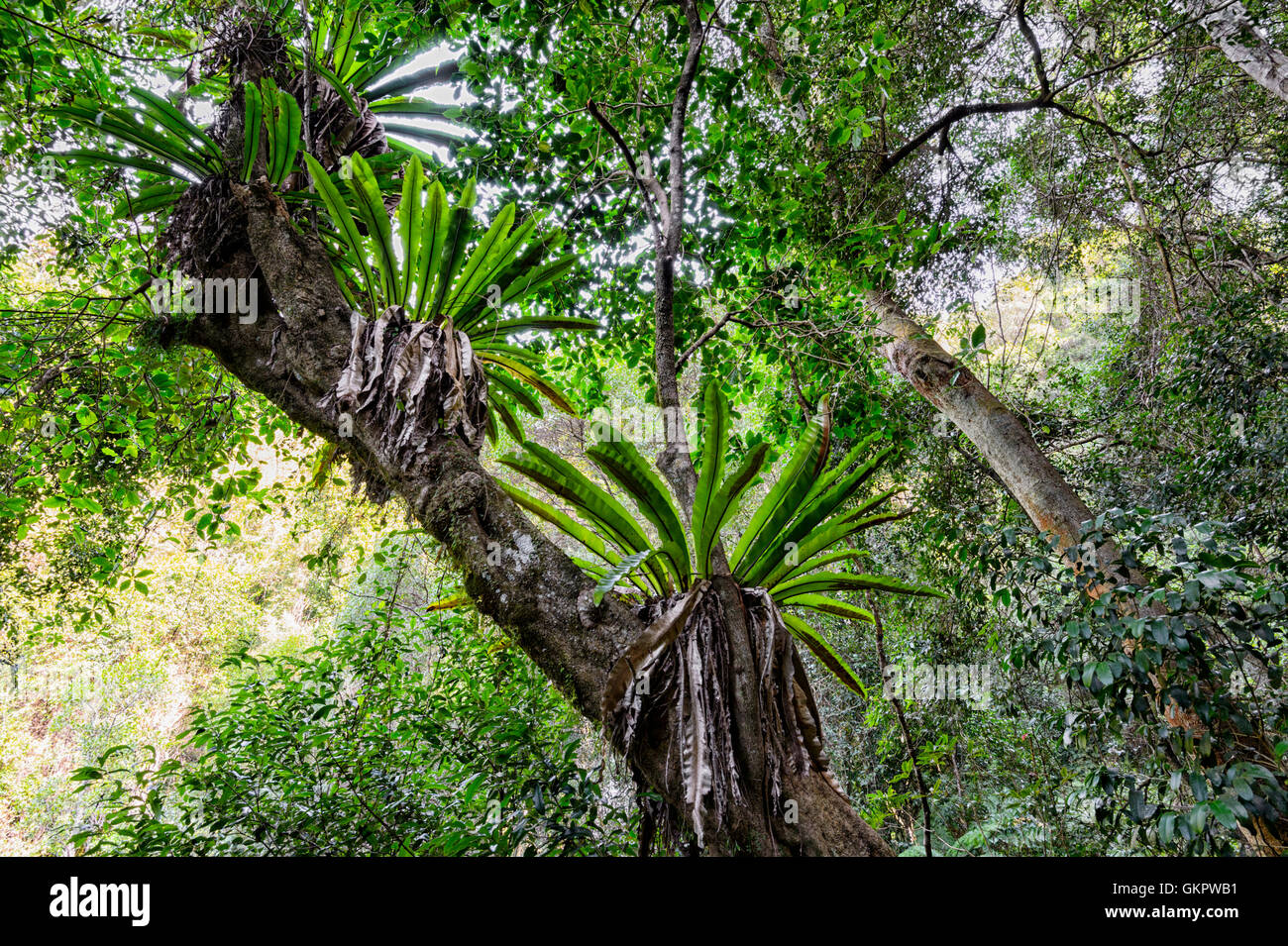 Epiphytes are parasite plants growing on trees for support, Minnamurra Rainforest Centre, New South Wales, NSW, Australia Stock Photo