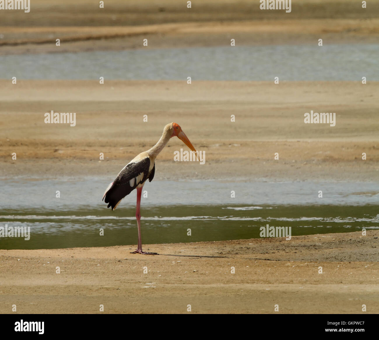 The painted stork is a large wading bird in the stork family. It is ...