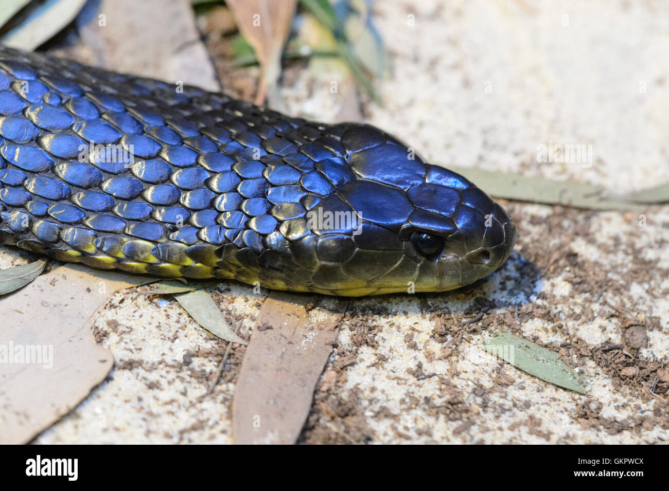 Tiger Snake (Notechis scutatus), Australia Tiger snakes are a type of venomous snake found in southern regions of Australia Stock Photo