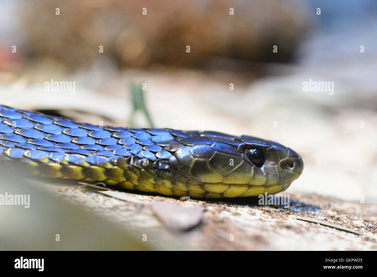 Tiger Snake (Notechis scutatus), Australia Tiger snakes are a type of venomous snake found in southern regions of Australia Stock Photo