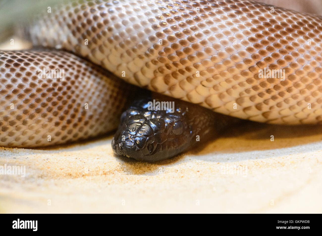 Black-headed Python (Aspidites melanocephalus), Australia They grow to 3 metres and are non-venomous and harmless to humans Stock Photo