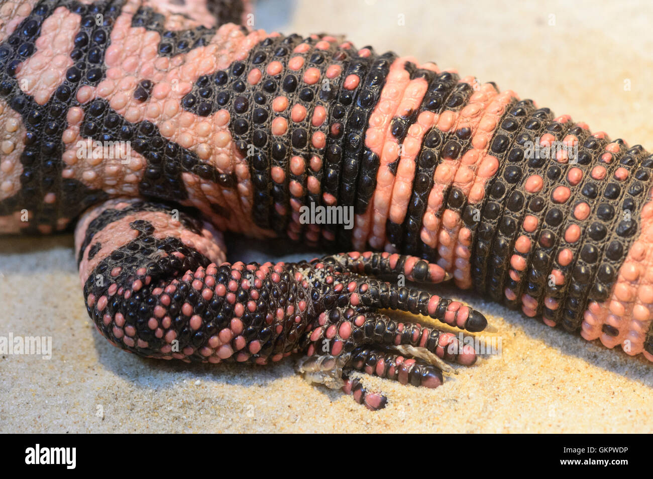 Close-up of a Gila Monster (Heloderma suspectum) Gila Monster is a species of venomous lizard native to the southwestern USA Stock Photo