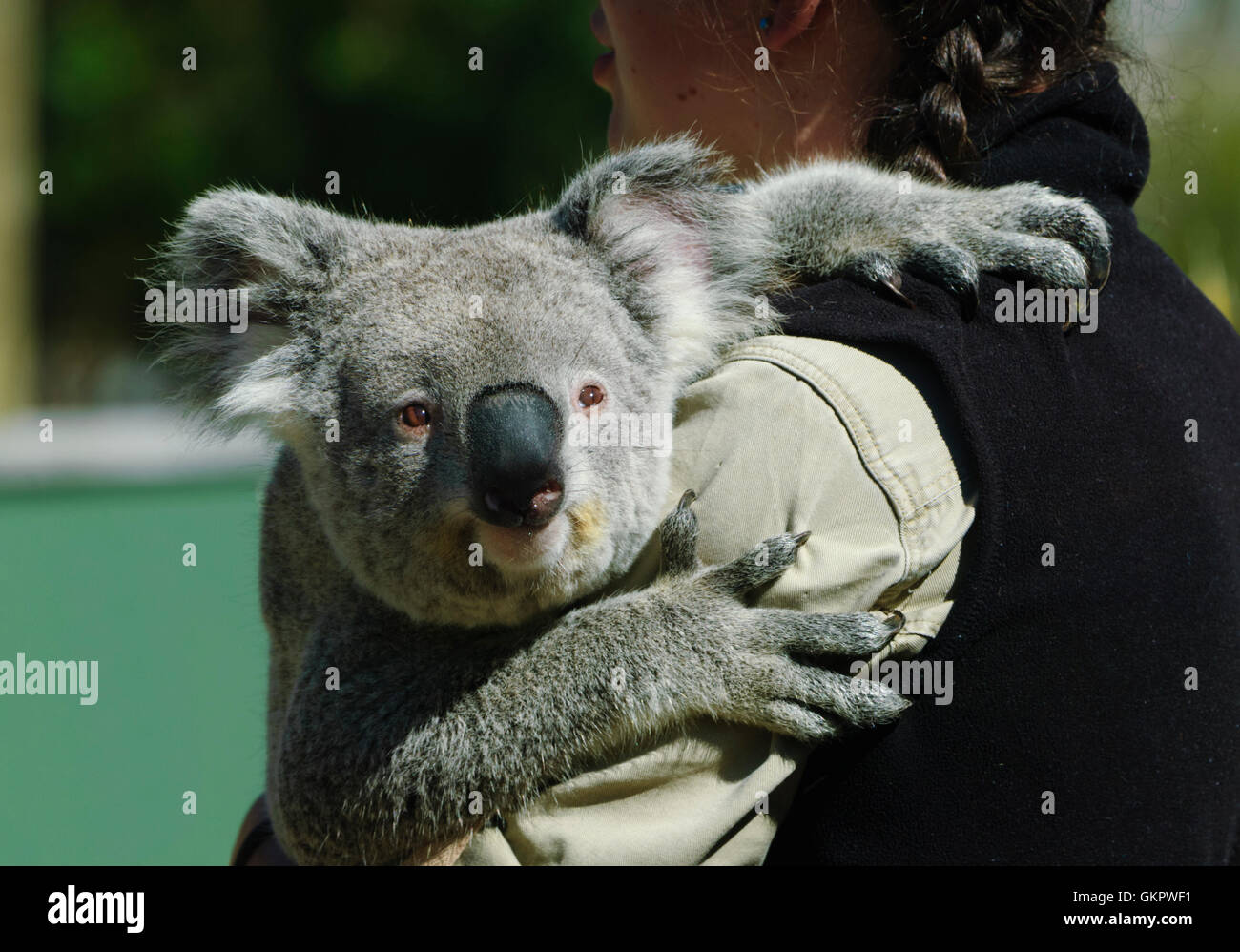 Koala (Phascolarctos cinereus) in the arms of a zookeeper, Australia Stock Photo - Alamy Koala (Phascolarctos cinereus) in the arms of a zookeeper, Australia Stock Photo - Alamy