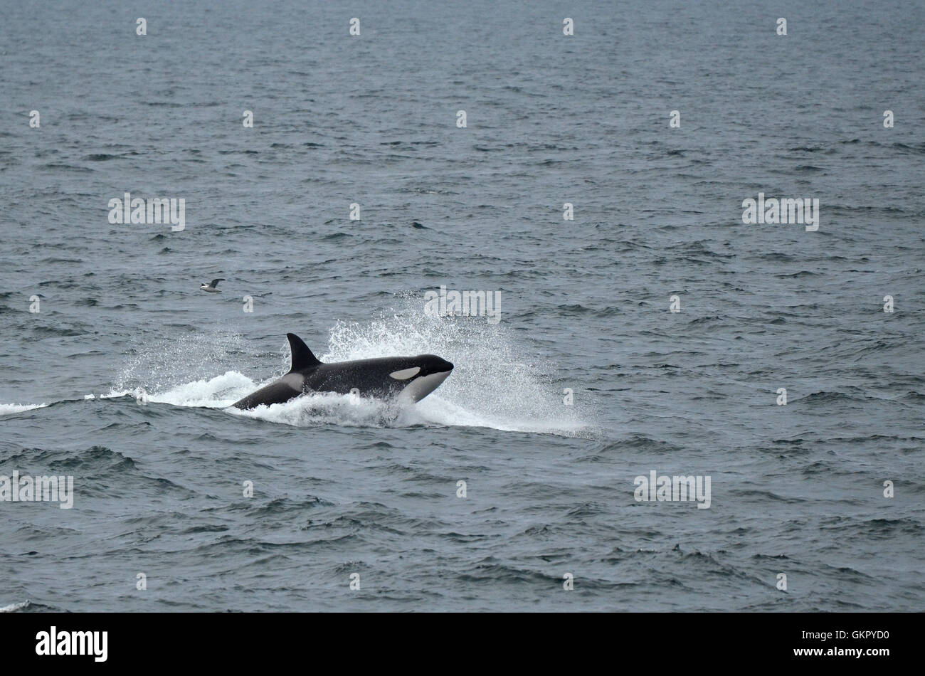 Orca whale jumping out of water hi-res stock photography and images - Alamy