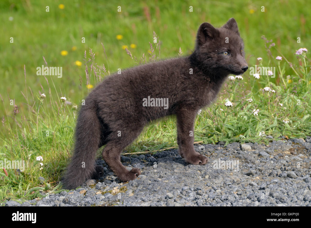 An arctic fox in northern Iceland Stock Photo Alamy