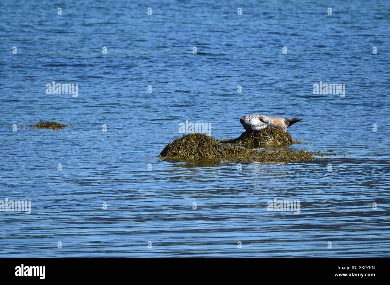 Lonely seals in northern Iceland Stock Photo