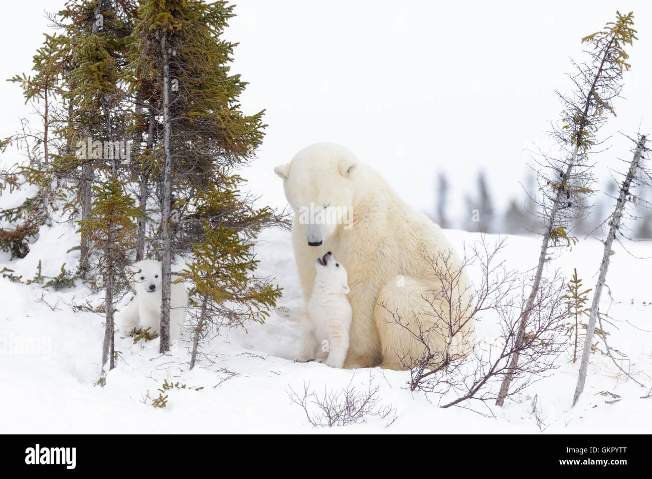 Polar bear cubs playing with mother hi-res stock photography and images ...
