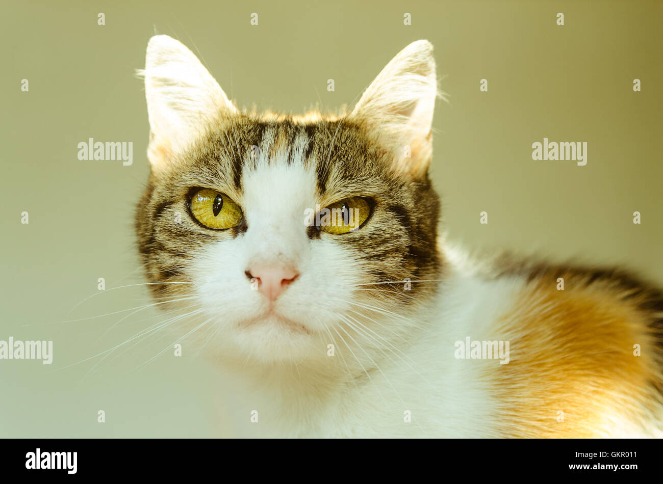 Pointy ears cat hires stock photography and images Alamy