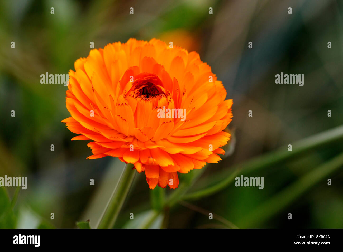 Marigold Calendula oficinalis 'Indian Prince' garden flower close-up Stock Photo