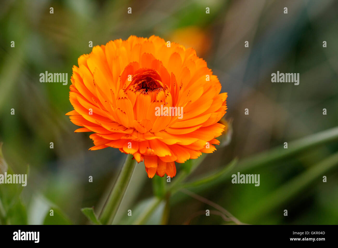 Marigold Calendula officinalis 'Indian Prince' close-up of single flower Stock Photo