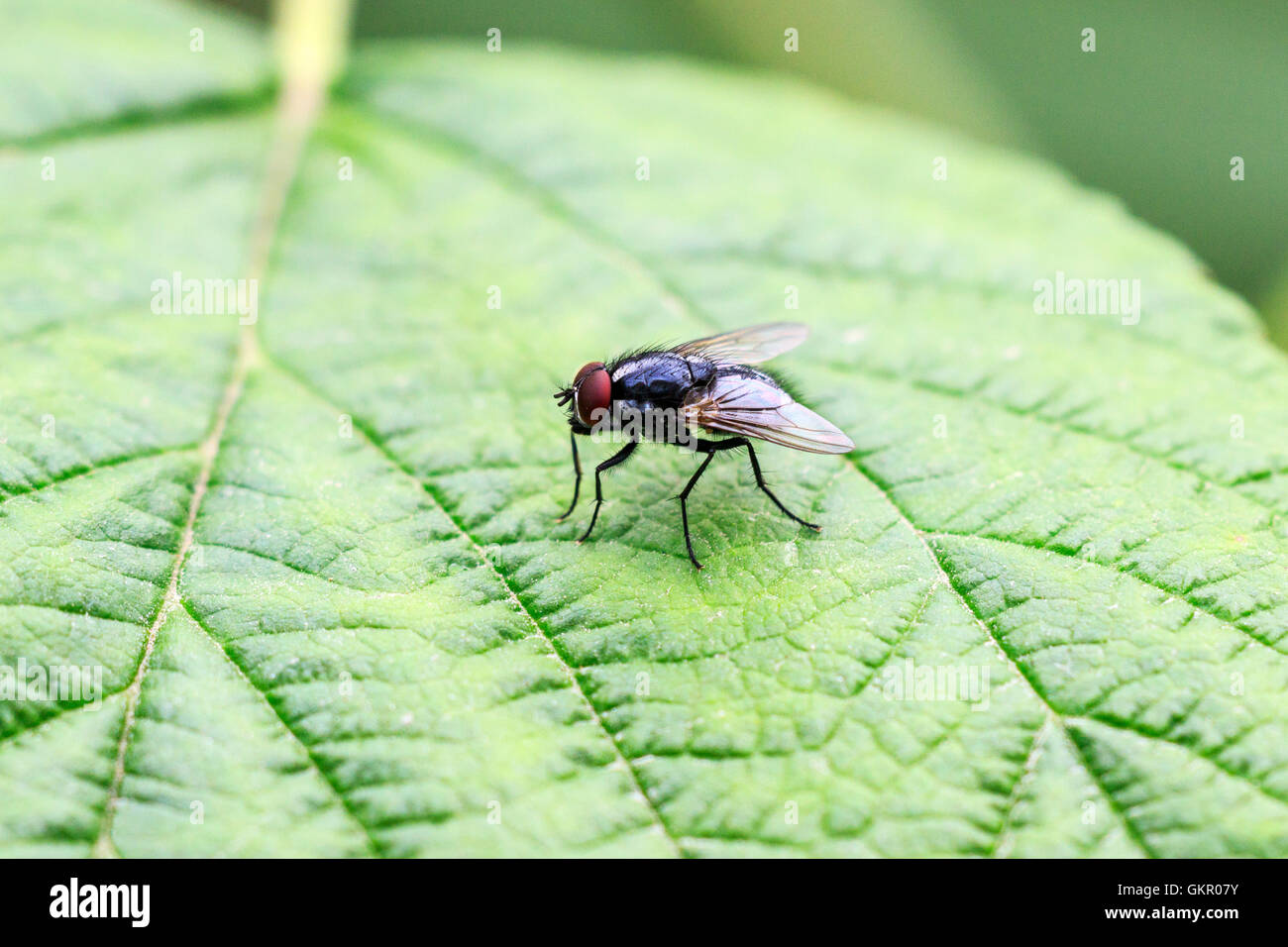 Fly Polietes lardarius adult at rest on a leaf Stock Photo