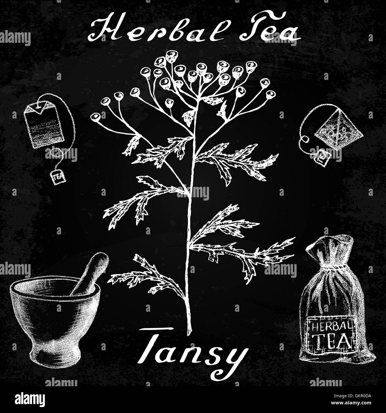 Tancy Tea Tansy hand drawn sketch botanical illustration. Herbal tea elements ...