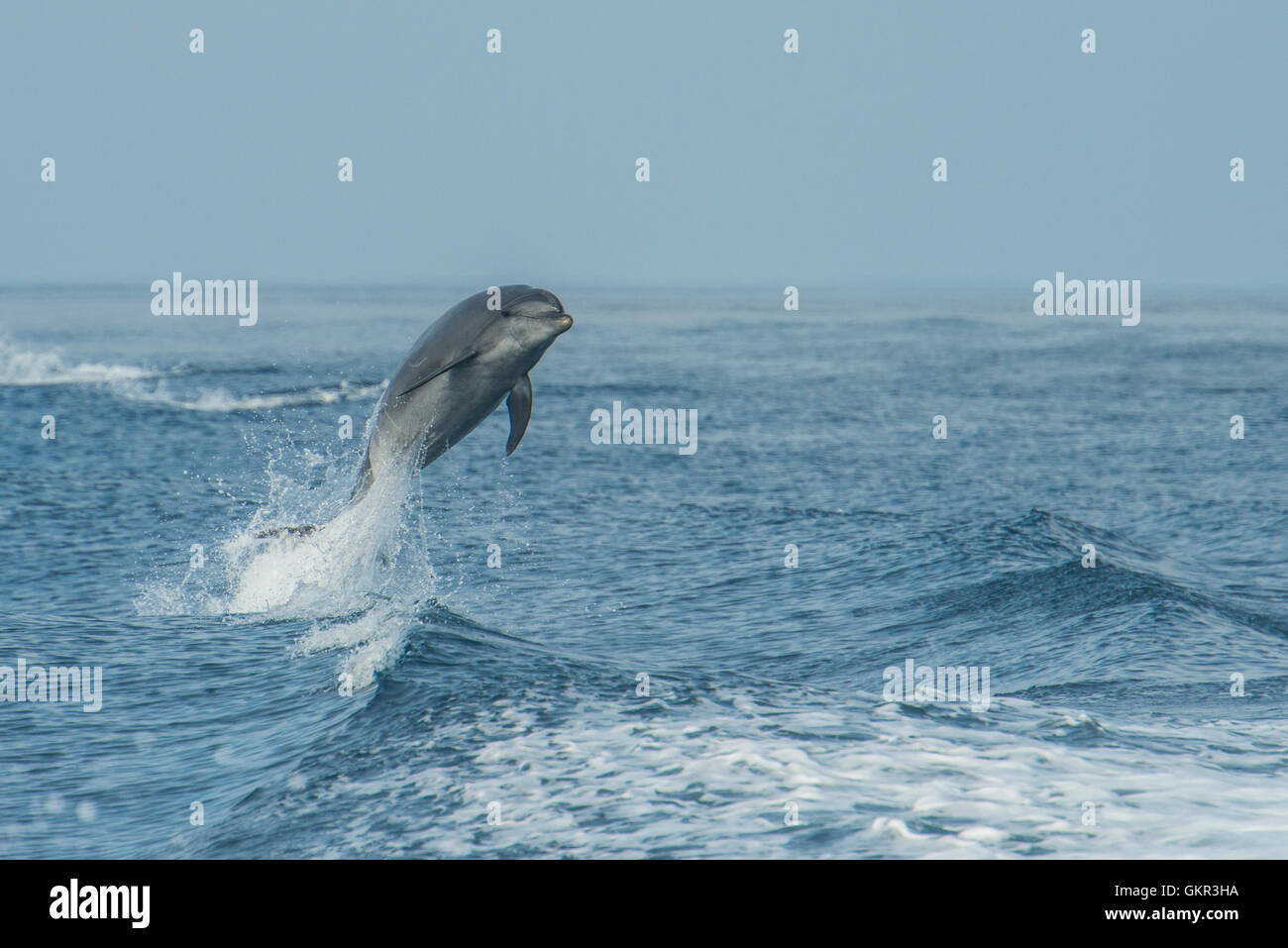 Common bottlenose dolphin (Tursiops truncatus) Stock Photo