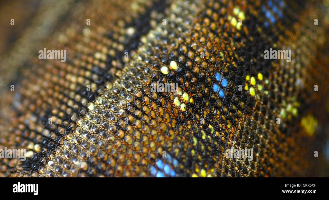 lizard skin texture Stock Photo