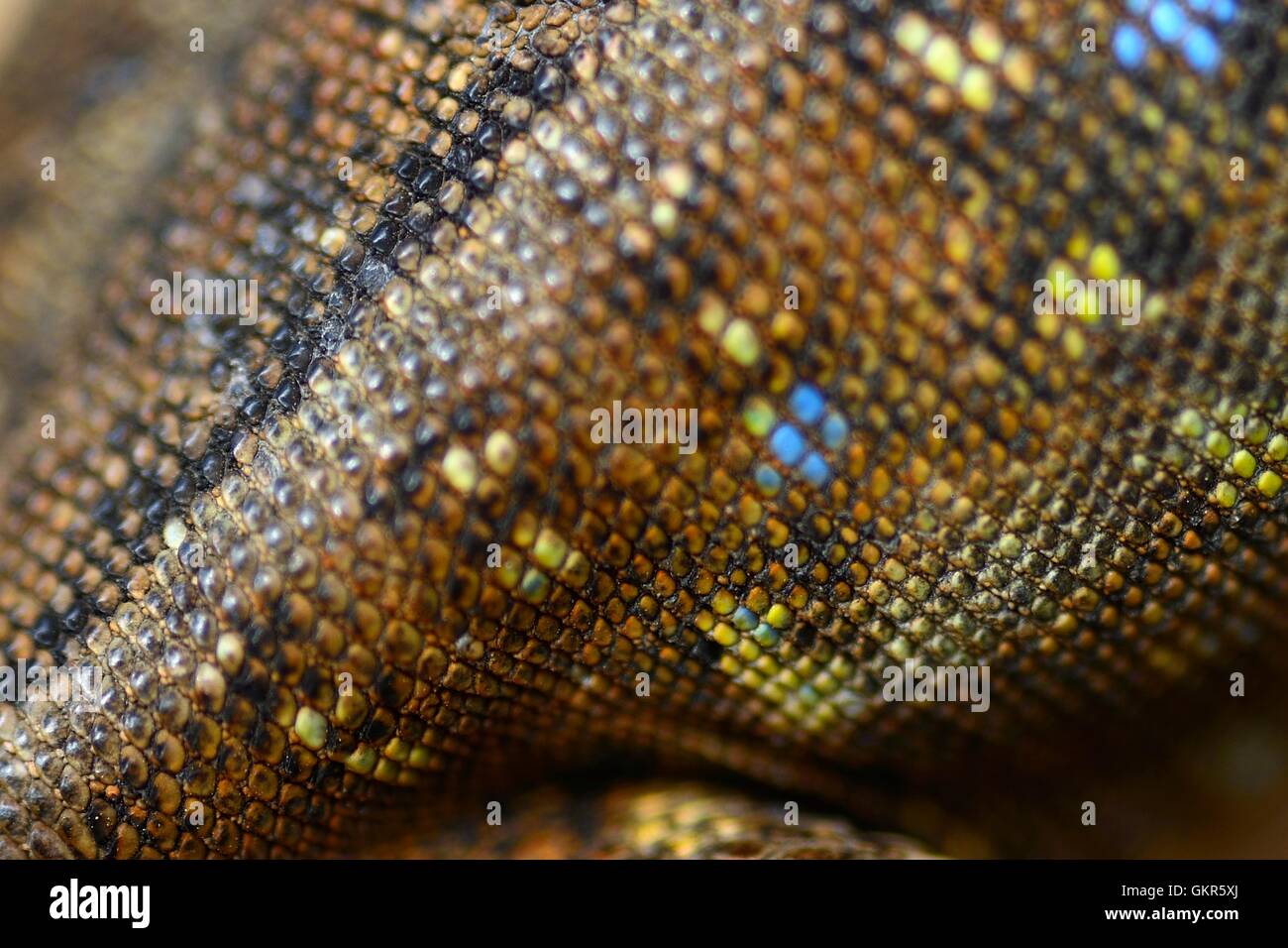 lizard skin texture Stock Photo