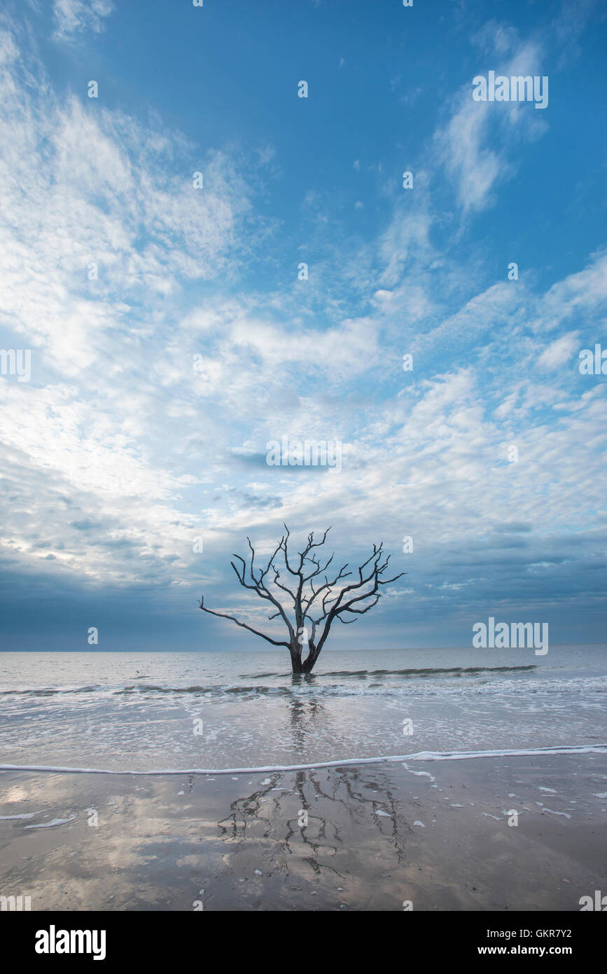Sunrise, dead tree in shallows of Atlantic Ocean, Bone yard, Edisto Island, Botany Bay, South Carolina USA Stock Photo