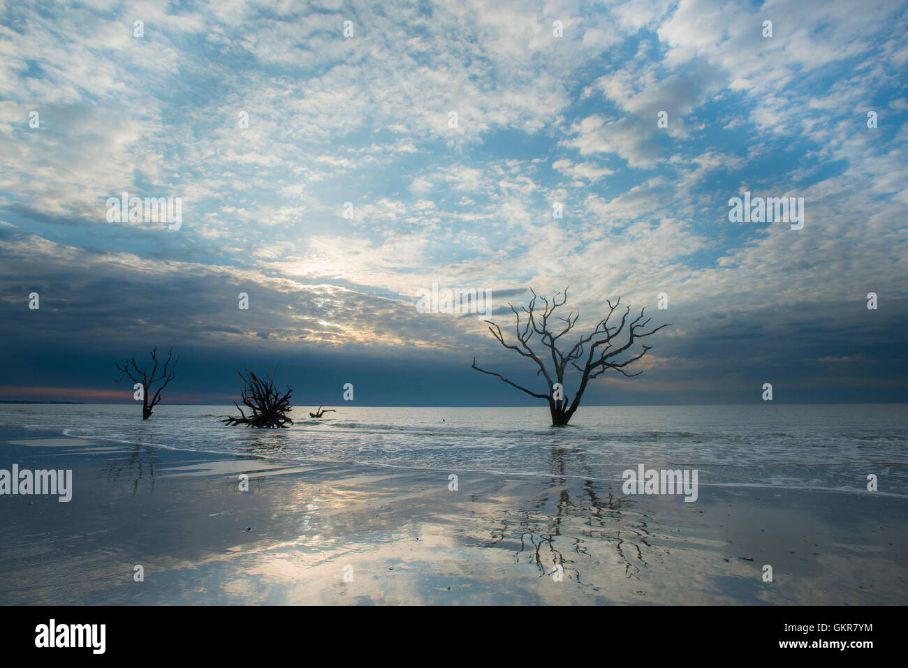 Sunrise, dead tree in shallows of Atlantic Ocean, Bone yard, Edisto Island, Botany Bay, South Carolina USA Stock Photo