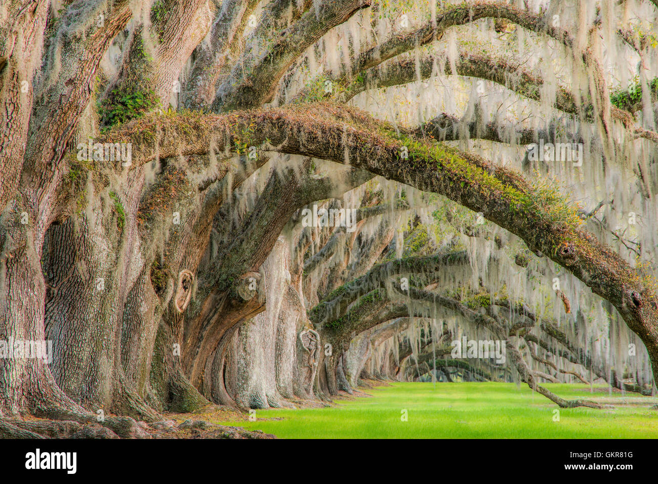 Live Oaks (Quercus virginiana) and Spanish Moss (Tilandsia useneoides), Edisto Island, South Carolina USA Stock Photo