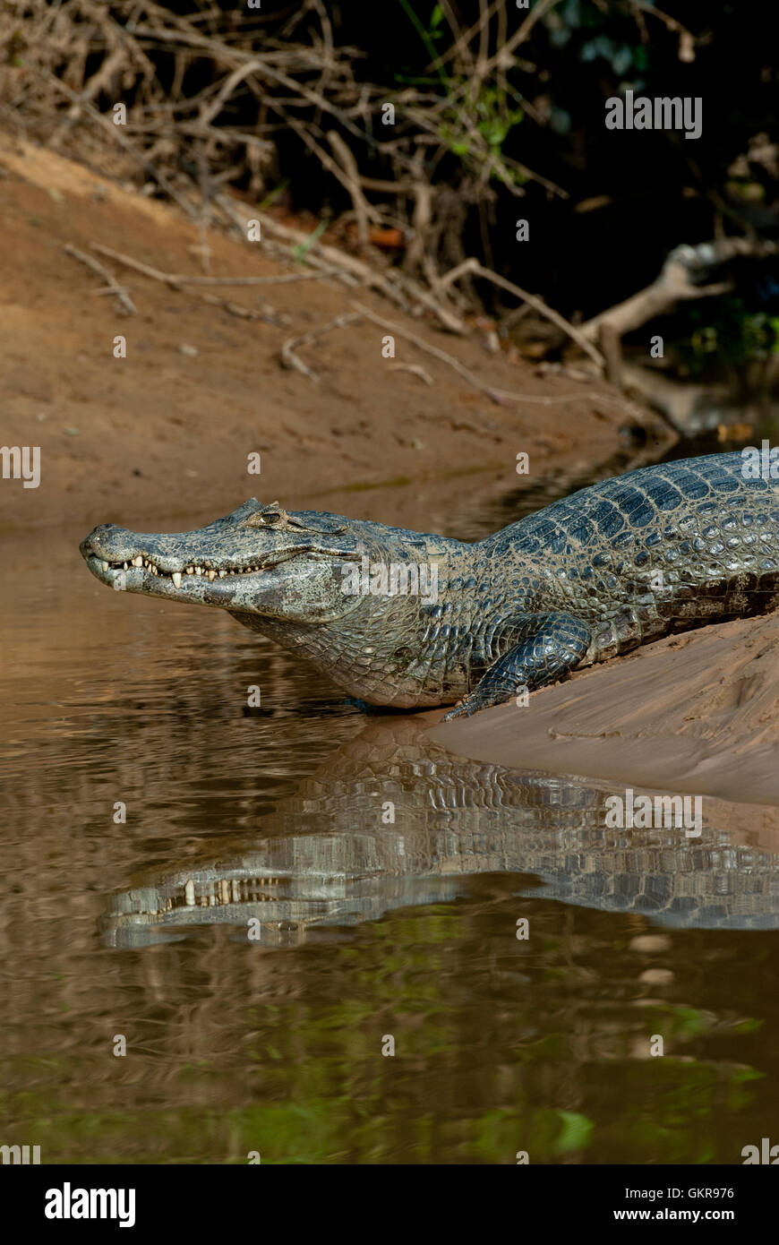 Yacare caiman (Caiman yacare) on a riverbank in the Pantanal, Brazil Stock Photo