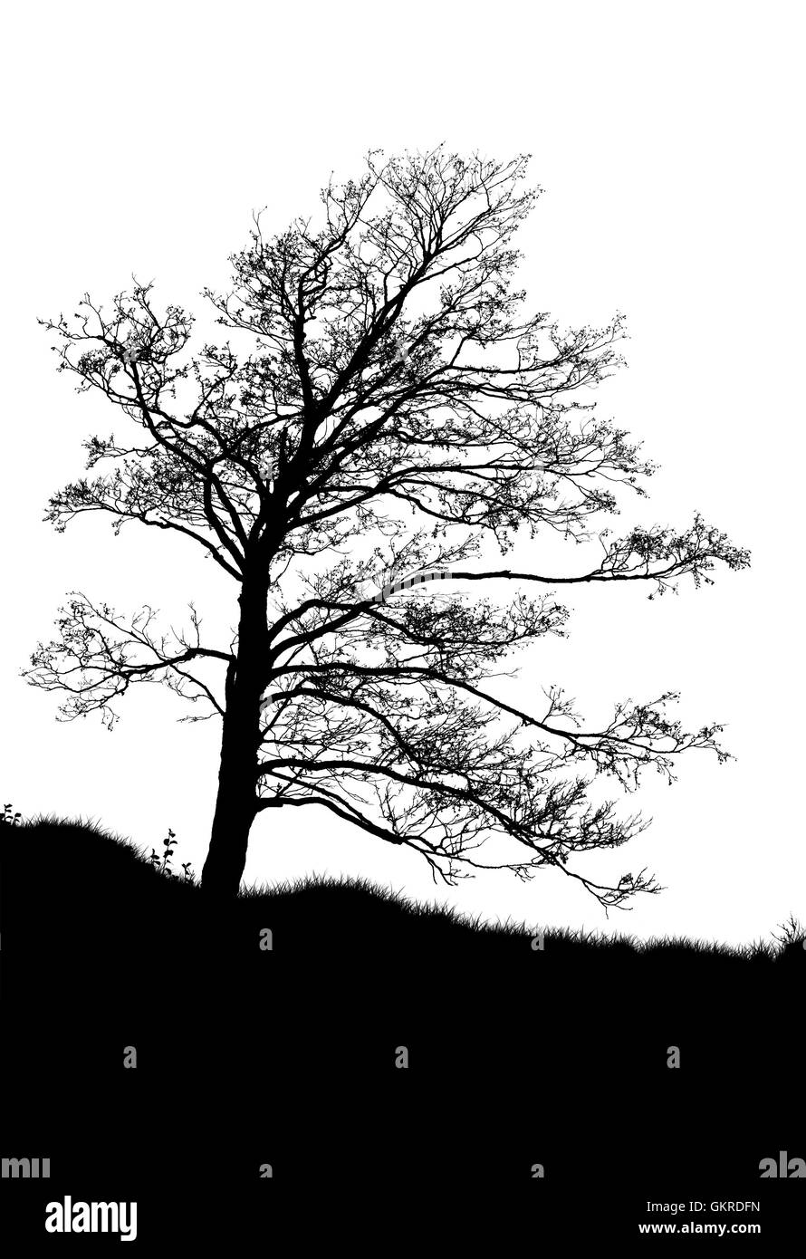 Black dead tree decoration hi-res stock photography and images - Alamy