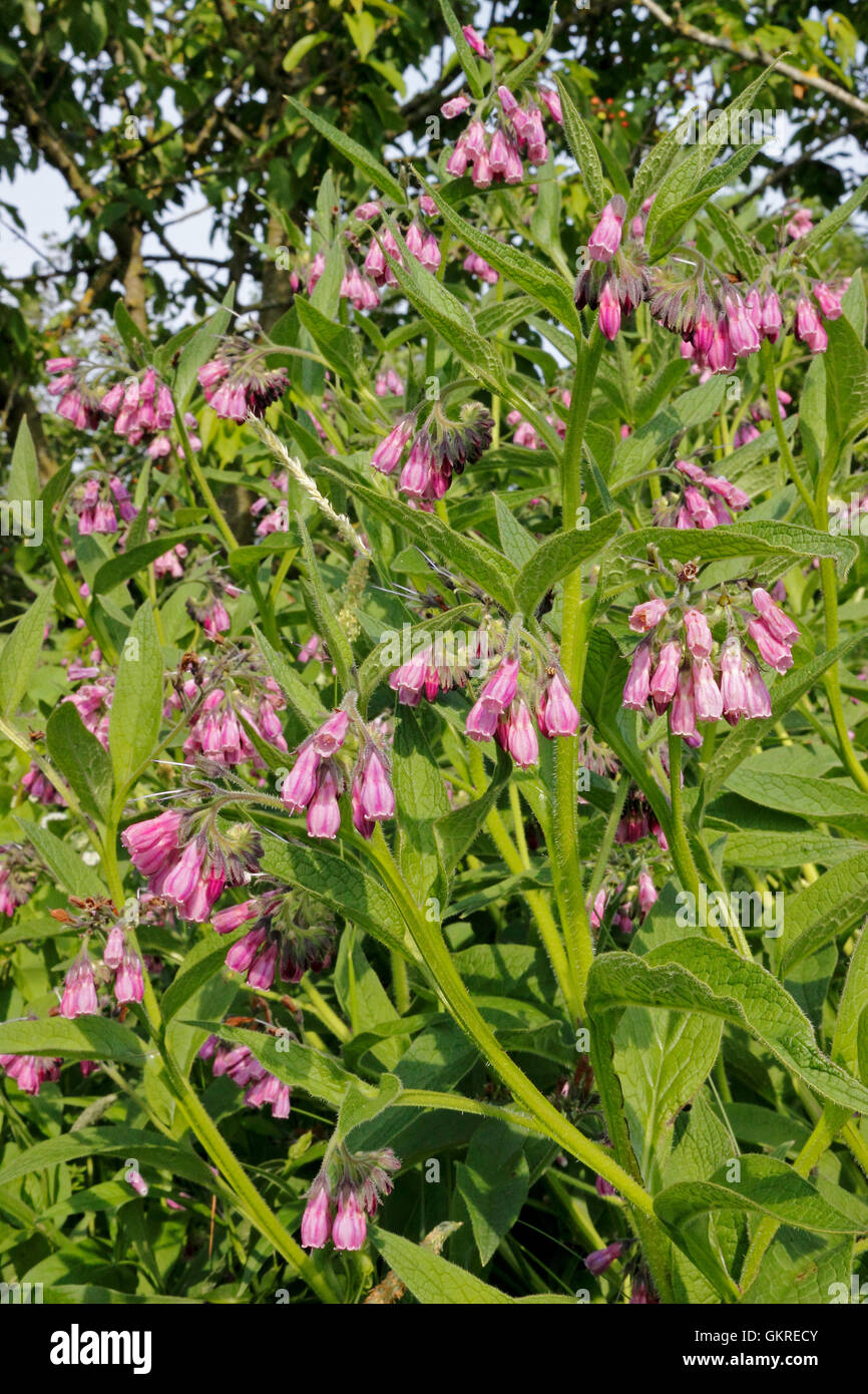 Russian comfrey, Symphytum officinale Stock Photo