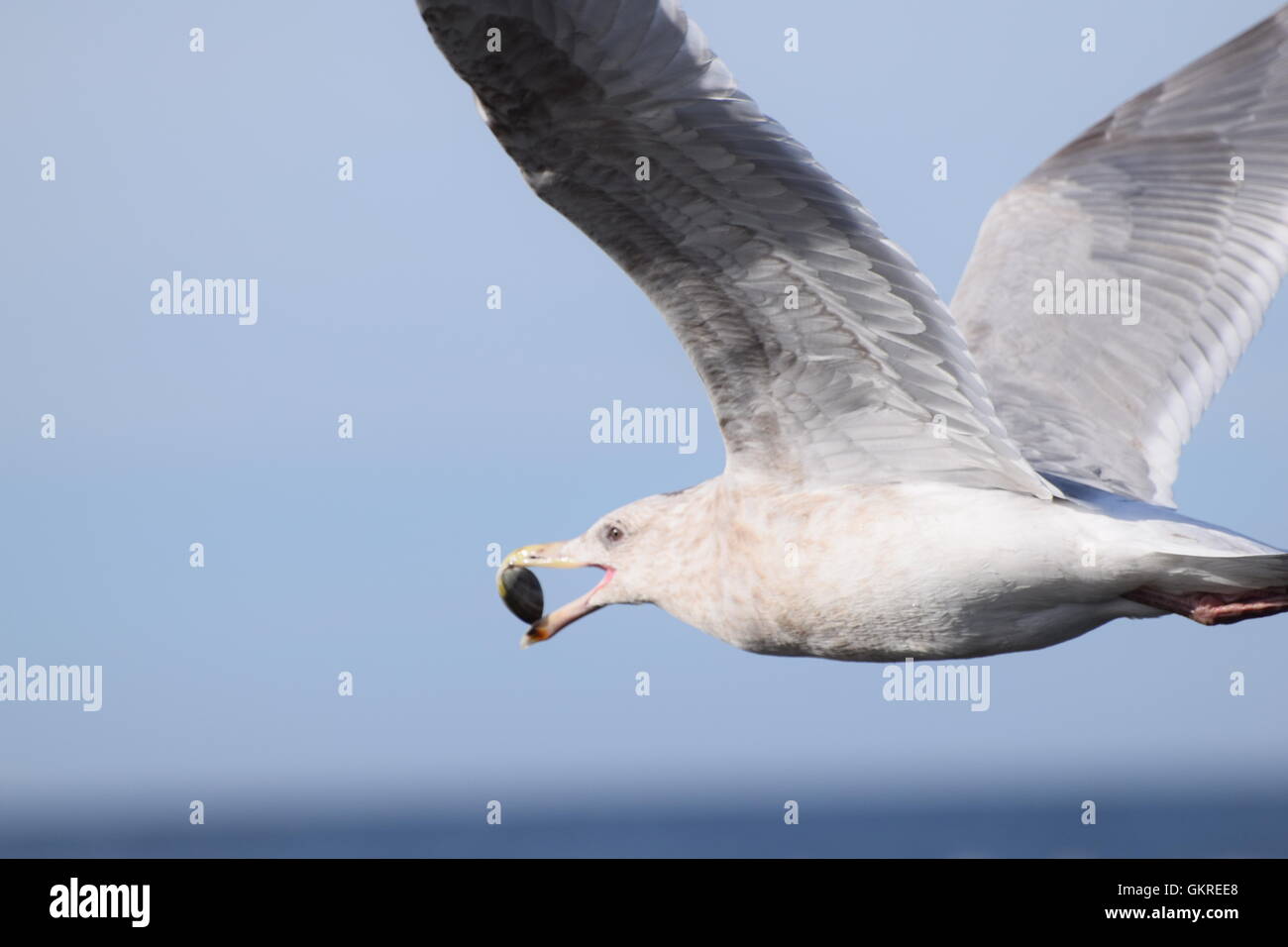 Seagull close-up. It's flying with a shell in its beak ready to be ...