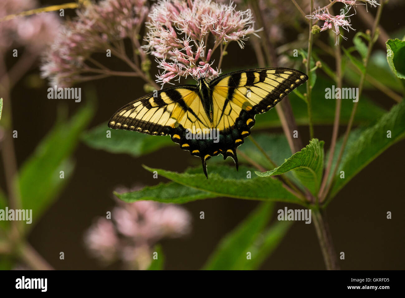 Eastern tiger swallowtail butterfly feeding on Joe-Pye weed flower ...