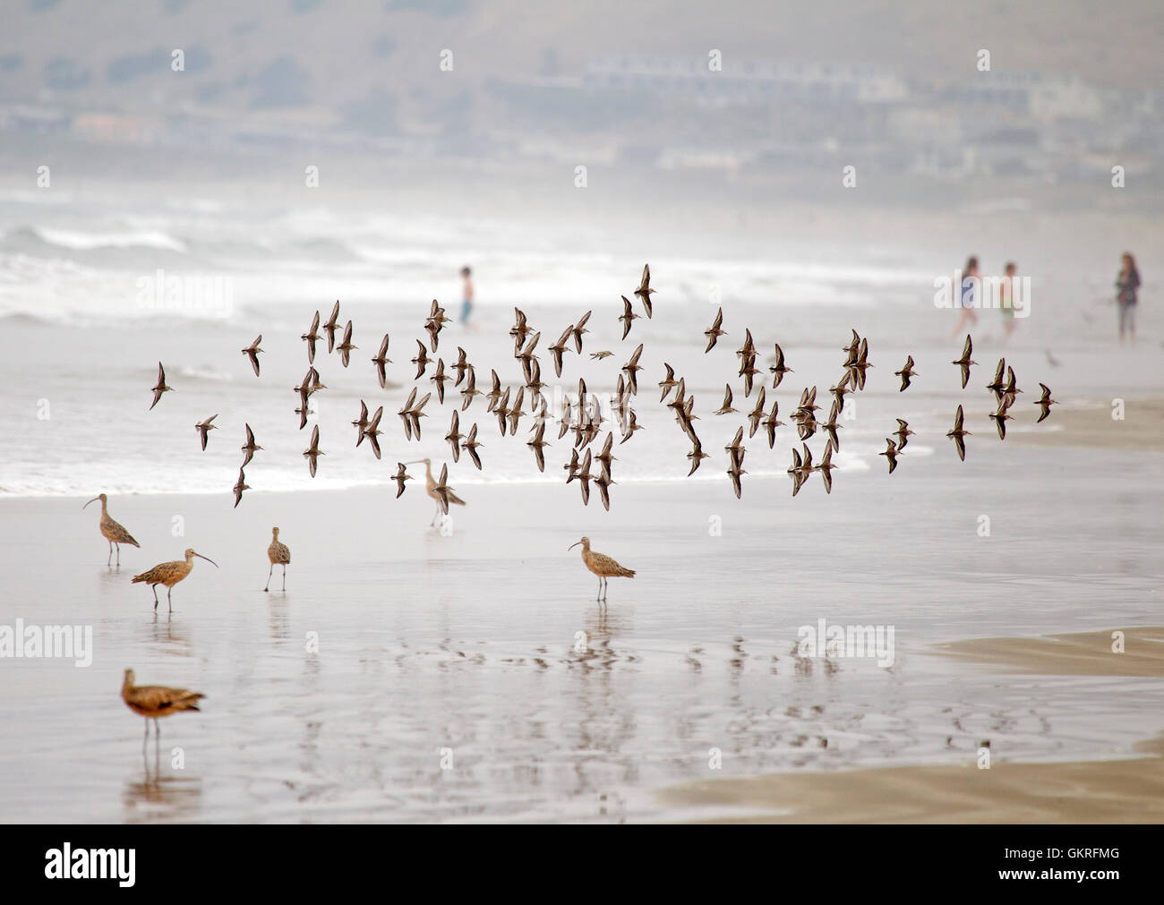 Flock of Sanderlings Stock Photo