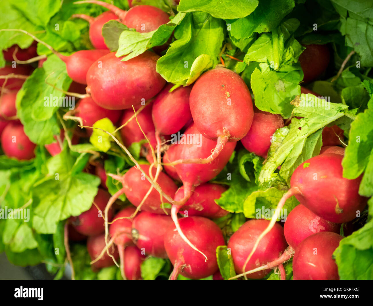 Cherry belle radishes for sale at the Granville Island Public Market in Vancouver, British Columbia, Canada. Stock Photo