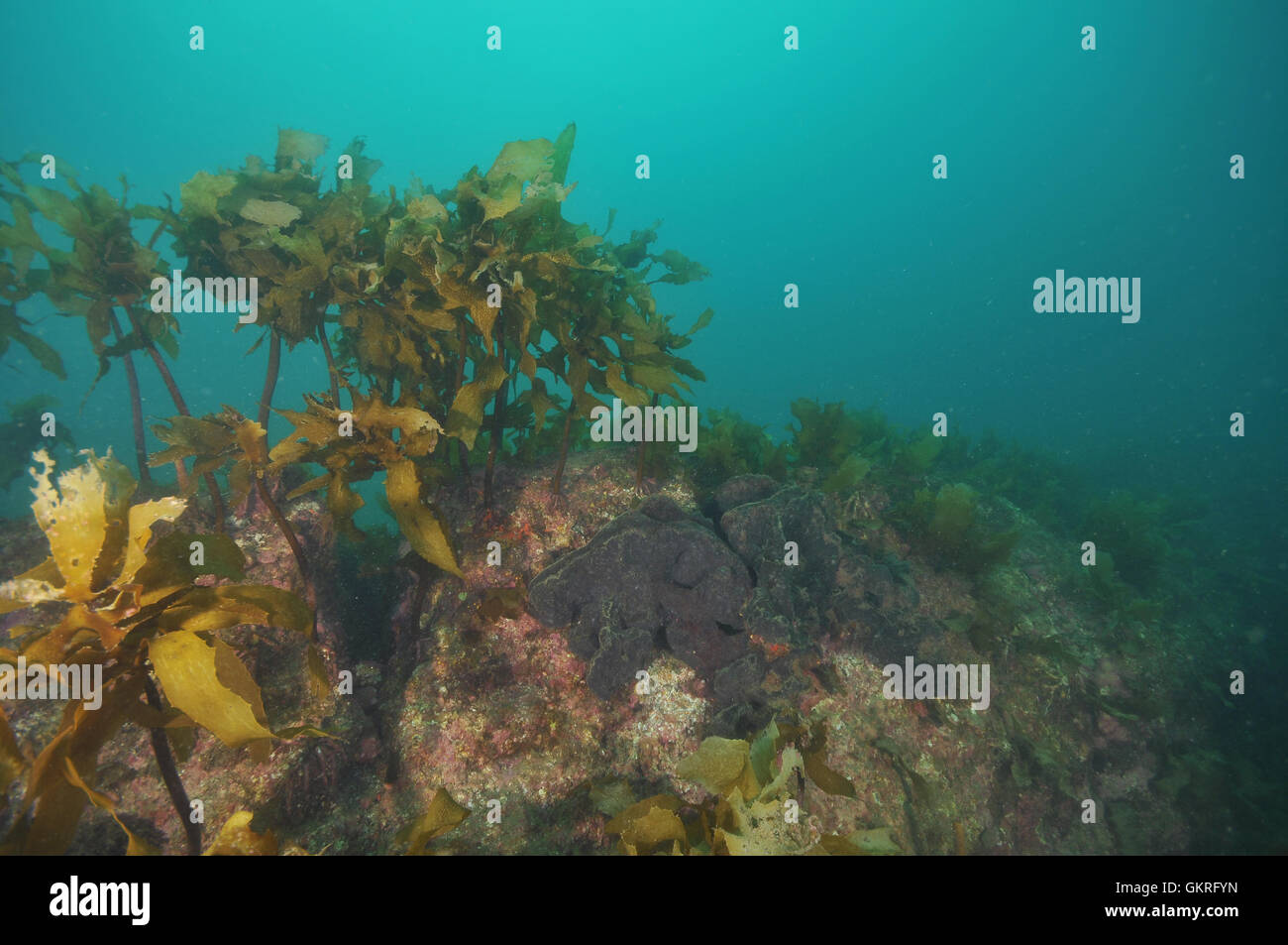 grey sponge brown stalked kelp underwater ocean Stock Photo Alamy