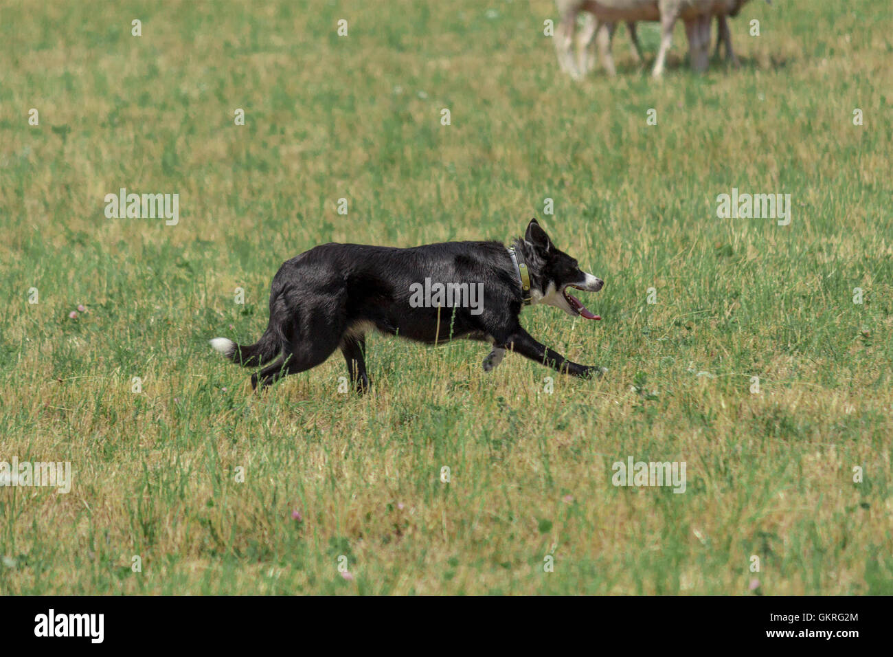 Border Collie circling sheep at the Canadian Sheepdog Championship Trials in Woodville, Ontario, Canada Stock Photo