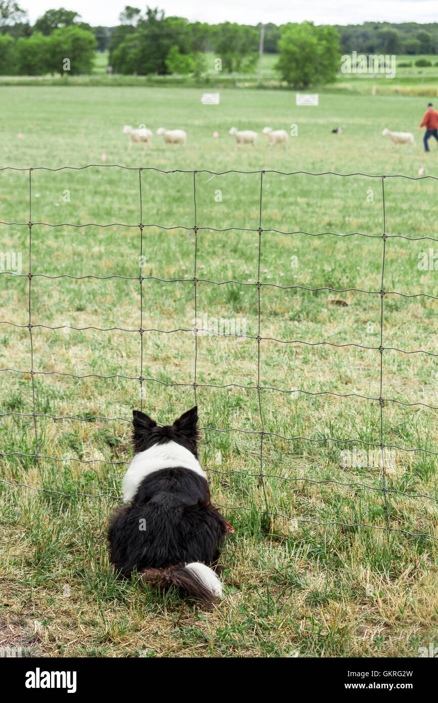 Border collie watches another dog herding sheep at the Canadian Sheep