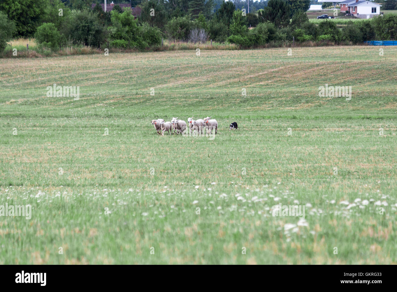 Border Collie driving sheep at the Canadian Sheep Dog Trials in Woodville, Ontario, Canada Stock Photo